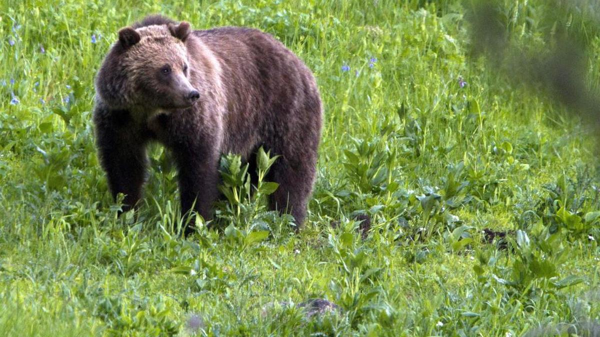 A grizzly bear roams near Beaver Lake in Yellowstone National Park, Wyo., on July 6, 20011. Female grizzly bears can weigh up to 800 pounds and stand as tall as 8 feet.