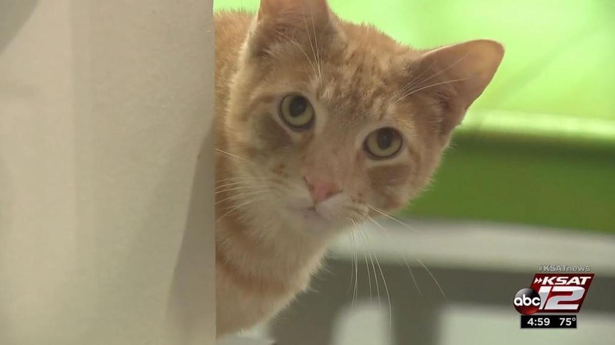 One of 54 cats currently being quarantined at San Antonio Cat Cafe.