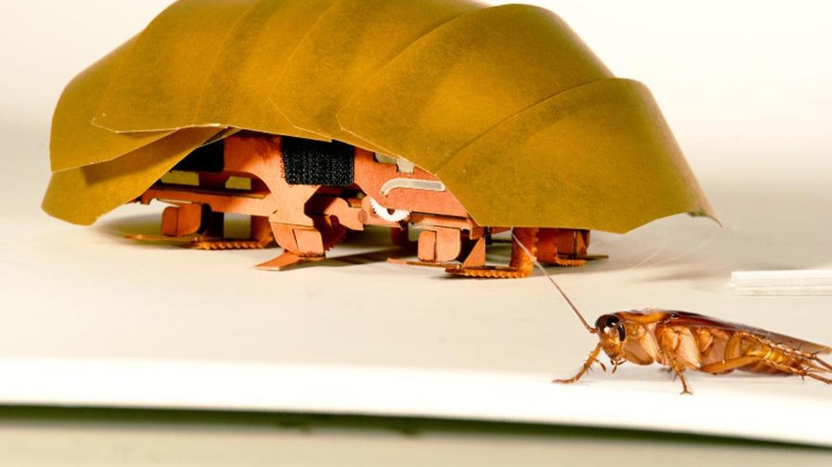 The compressible robot, CRAM, stands with a real cockroach. When buildings collapse in future disasters, the hero helping rescue trapped people may be a cheap robotic roach. Repulsive as they seem, cockroaches have the unusual ability to squish their bodies down to one quarter their normal size, yet still scamper at lightning speed. Add to that, the common roach can withstand 900 times its own body weight without being hurt. That’s the equivalent to a 200-pound man who wouldn’t be crushed 90 tons on his head.