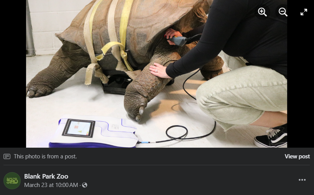 Barnaby the Aldabra tortoise.