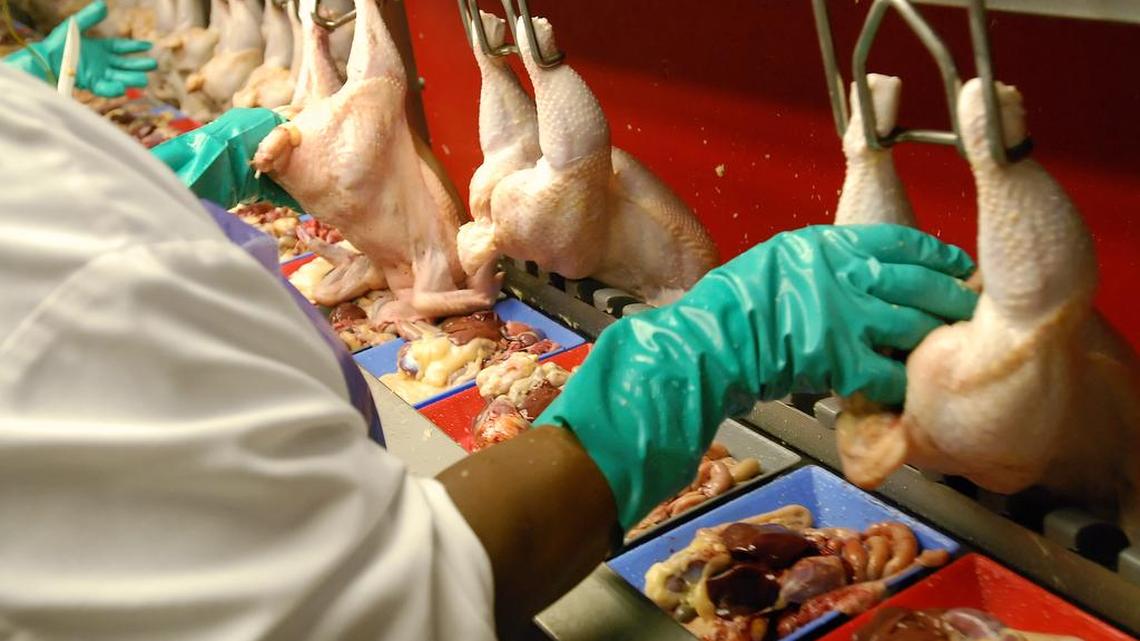 Today, poultry processing plants are allowed to funnel chickens through their assembly lines at a rate of 140 birds per minute, a rate which the industry recently lobbied to increase by another 35 birds per minute.