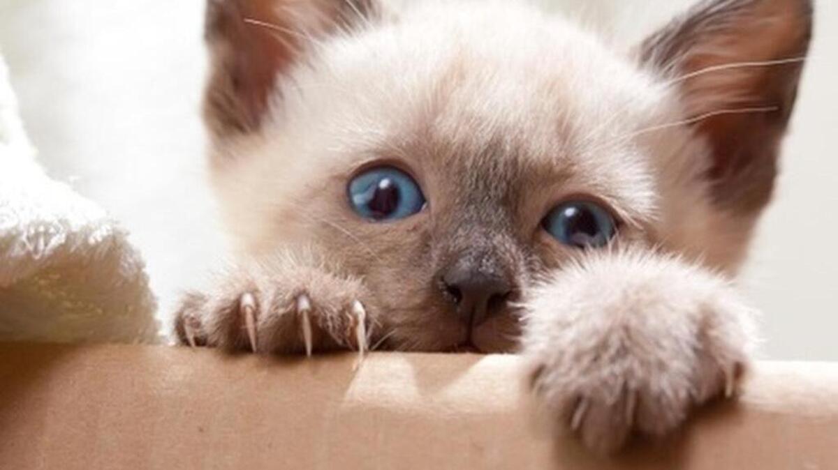 Kittens can be trained to control their clawing, the vet says.