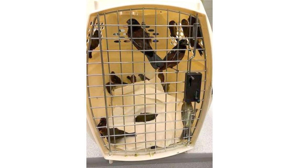 New York police say that Victor Benjamin and Insaf Ali flew from Guyana to the John F. Kennedy International Airport — and tried to smuggle 26 finches in socks and hair curlers so they could put them in a bird-singing competition in the state.