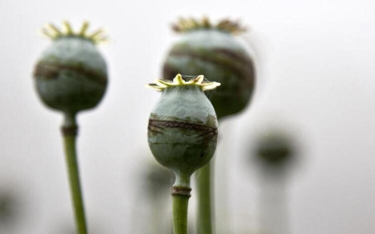 Usually a poppy field is found in Afghanistan or, like these, in Mexico. But the Catawba County Sheriff’s Office found poppies growing in rural North Carolina.
