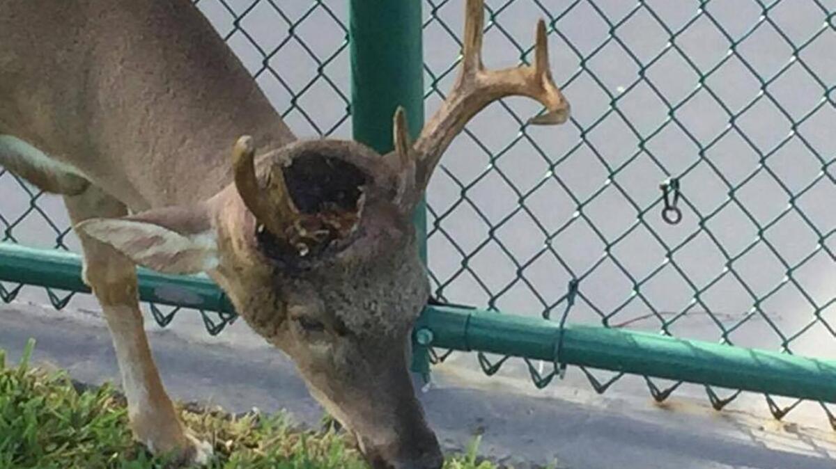 This Key deer’s head is eaten away by New World screwworm.