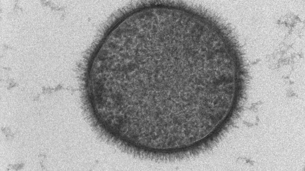 The bacterium Bacillus subtilis, pictured here, was the subject of a recent study published in Nature.