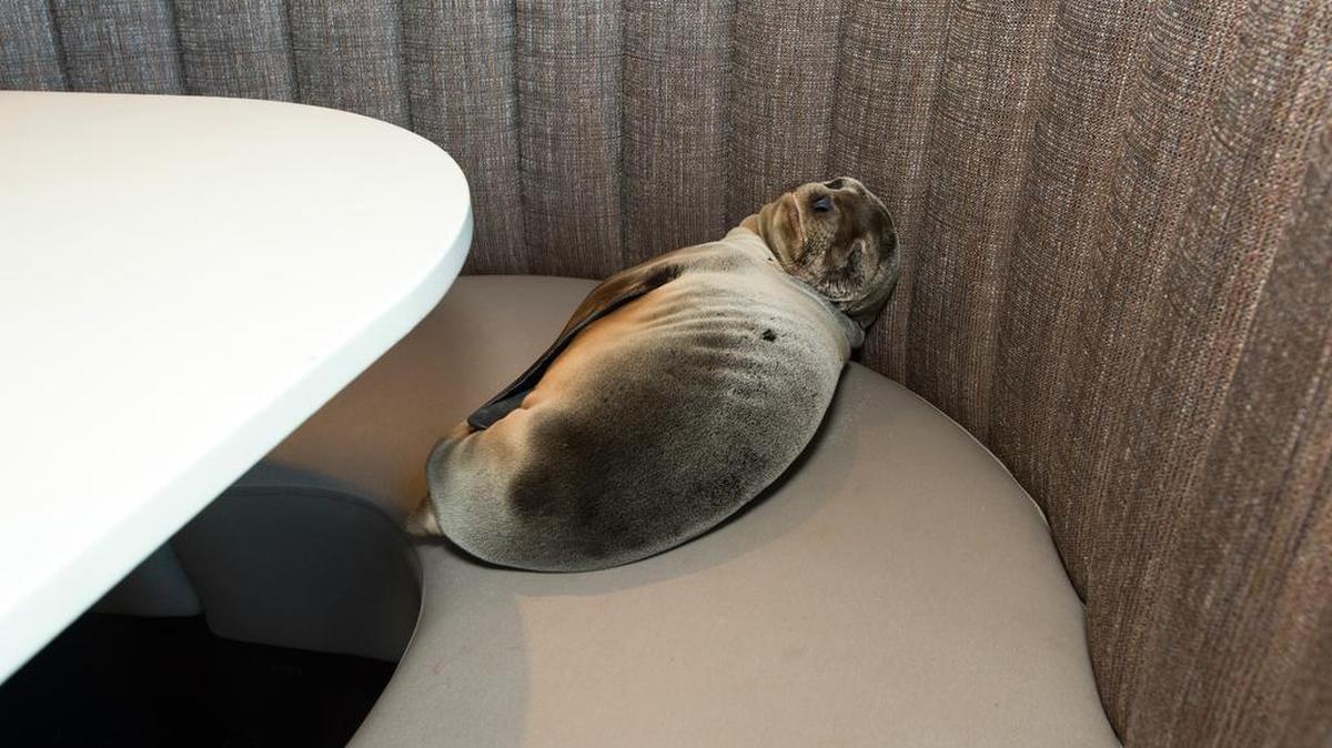 An 8-month-old female sea lion pup is shown where it was found sleeping in a booth of the Marine Room, an upscale restaurant in the La Jolla neighborhood of San Diego, on Thursday. Experts were called from nearby SeaWorld, who said the pup was severely underweight and dehydrated. The pup was taken to SeaWorld’s Animal Rescue Center and experts are cautiously optimistic about her recovery. There’s been a surge in sea lion mortality over the past year because, scientists say, the animals’ food supply has been affected by higher-than-normal ocean temperatures linked to El Nino.