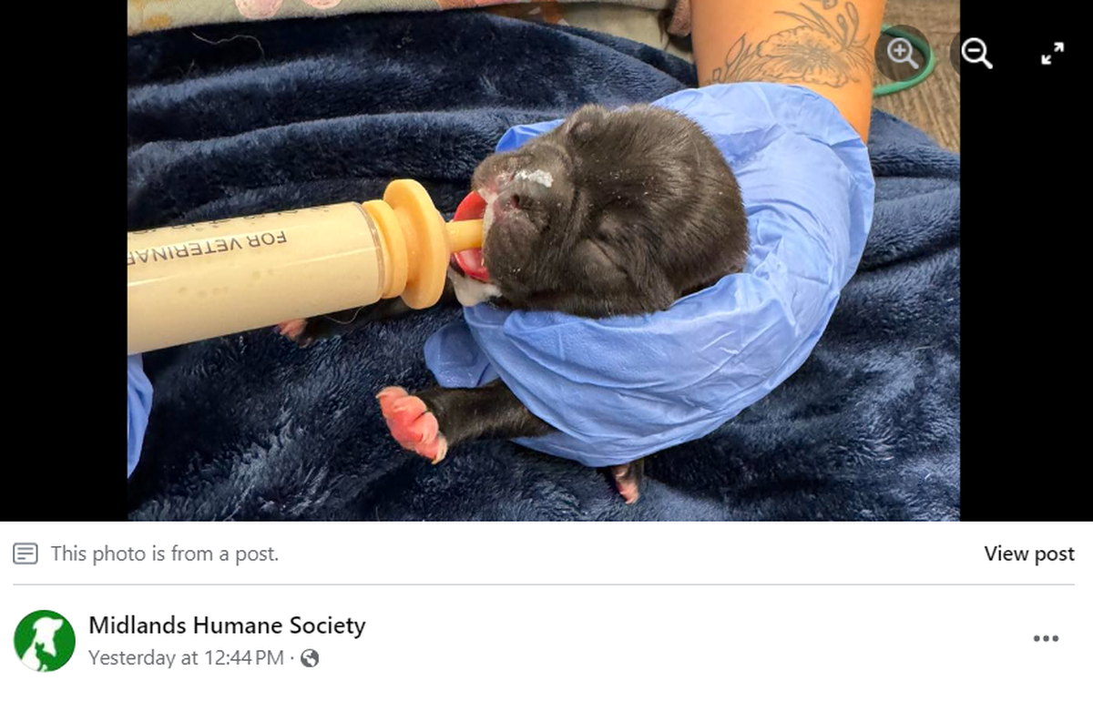 One of the puppies is fed after it was rescued by the shelter.