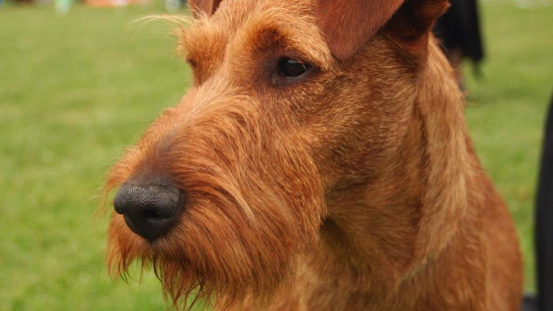 The Irish terrier has moved up to the Top 100 most popular breeds, at No. 98.