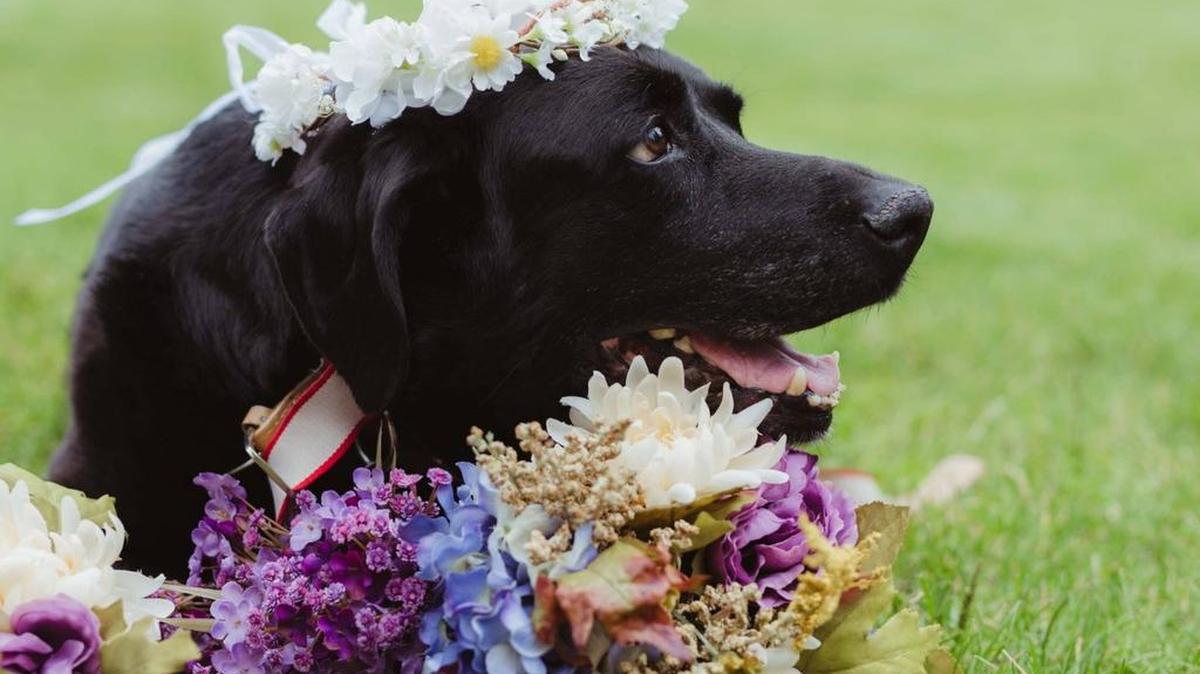 Charlie did attend the wedding. He made it down the aisle. But he couldn’t make it back. That was when the bride’s sister, the maid-of-honor, swooped down and scooped him up. She carried him down the aisle herself.