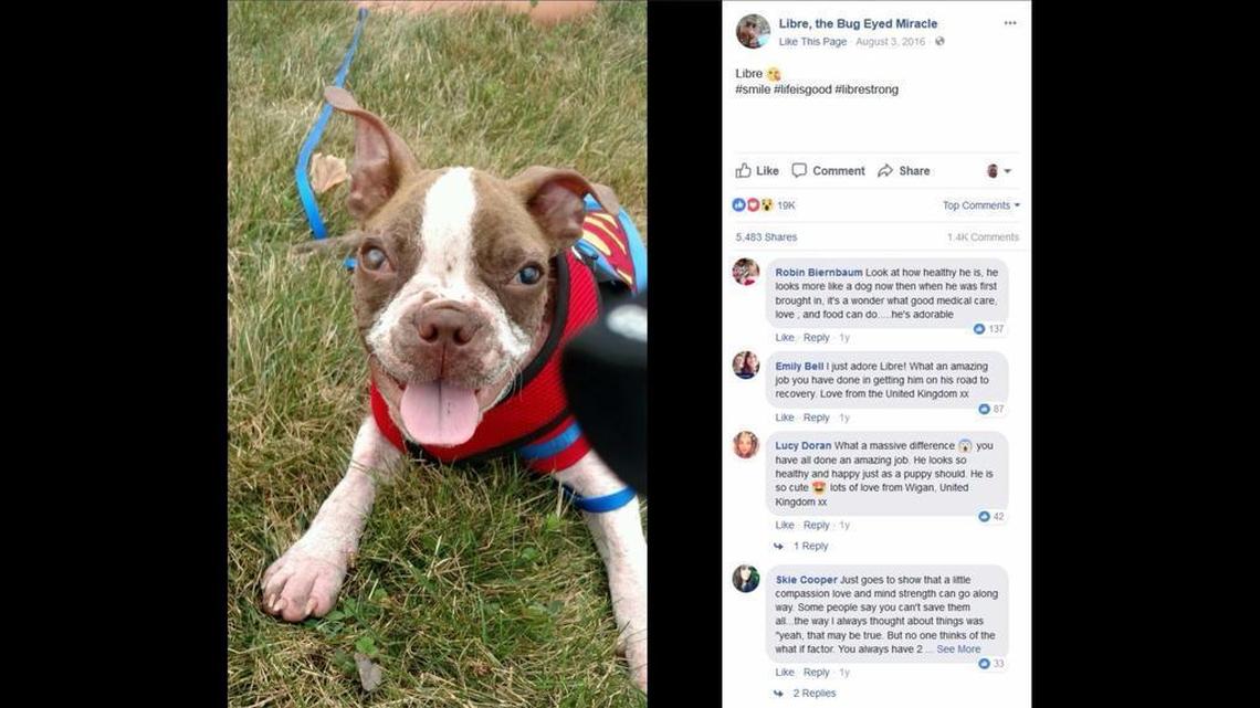 Libre, a Boston terrier, was rescued from a Pennsylvania farm after severe neglect. A new law named after Libre tightening Pennsylvania’s animal cruelty laws includes a provision against leaving dogs outside in the cold without shelter for more than 30 minutes.