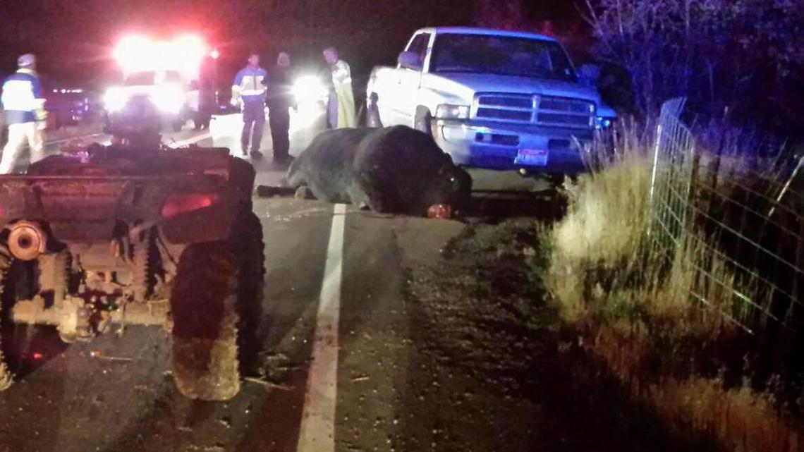 The downed bull lies on the road bleeding just beyond the family’s ATV on U.S. 95. The emergency responders in the background are unidentified. The body of Jack Yantis was on the road to the left at the time.