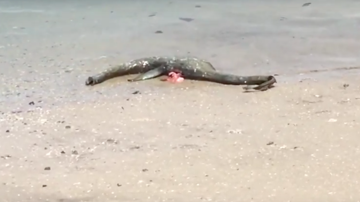 A video of a bizarre-looking sea creature left many wondering if a sea monster had gotten loose. Scientists think it's a decomposed shark - or a hoax.