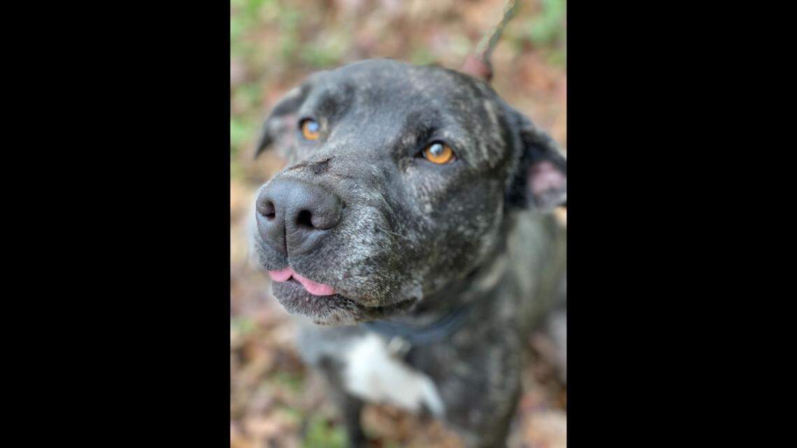 A Texas dog is finally getting a chance to start a new life after spending over three years at a shelter.