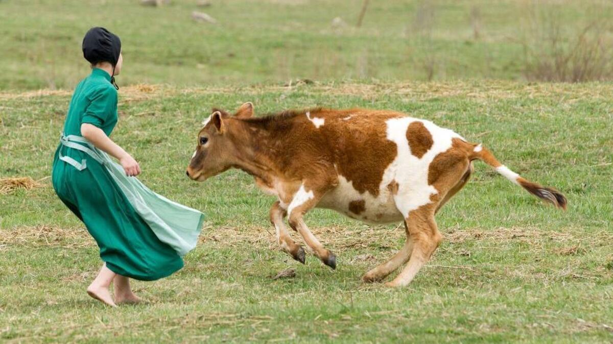 A study published Wednesday, Aug. 3, 2015, explored reasons why asthma is so uncommon among Amish communities, where children play barefoot in dairy barns and farm fields. Early and frequent exposure to farming microbes might boost Amish children’s disease-fighting immune system, the study suggests.