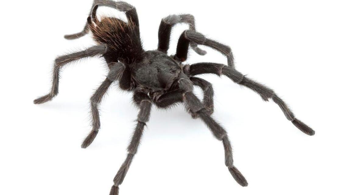 New tarantula species named after singer Johnny Cash