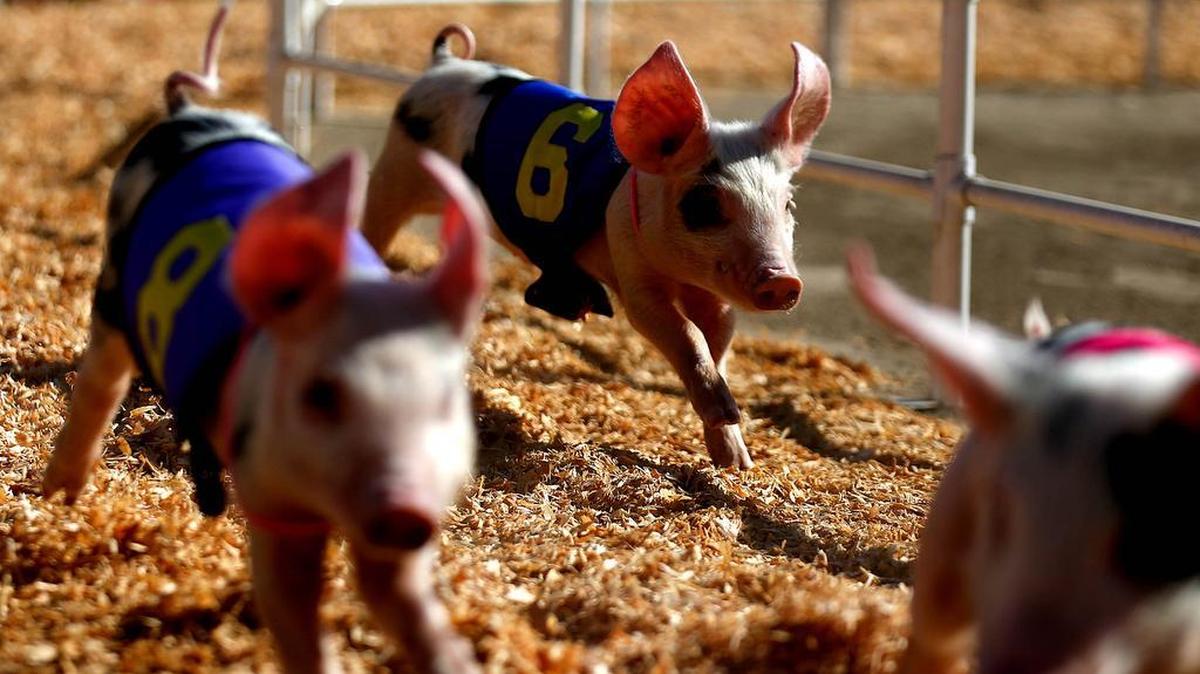 All-Alaskan Racing Pigs head into the home stretch at the Orange County Fair in Costa Mesa, Calif., on July 27, 2016. A new study finds that, like humans, pigs can be optimists or pessimists.