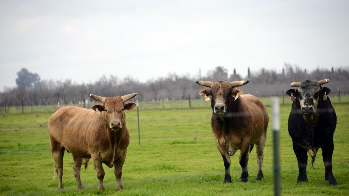 An unruly bull in Michigan – unlike these more placid California bulls in 2013 – killed its 71-year-old owner before being fatally shot 33 times Wednesday by sheriff’s deputies.