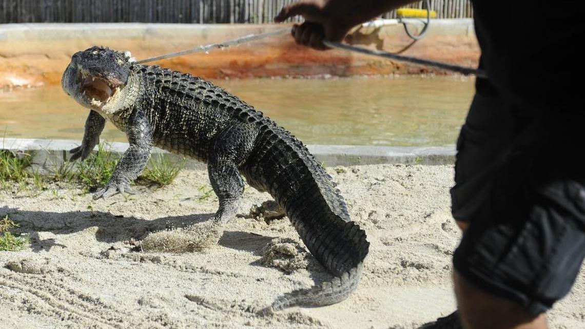 The Florida Fish and Wildlife Conservation Commission (FWC) officers learn step by step how to safely handle and transport alligators during their training at Everglades Alligator Farm in Homestead, on May 25, 2016. FWC spokesman Lorenzo Veloz said, "They teach us things that as officers we really don't learn."