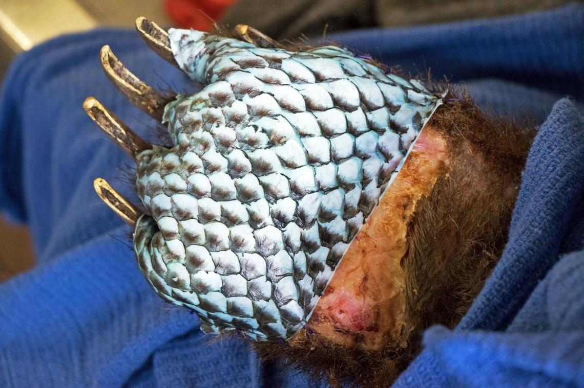 This January, 2018, photo shows the badly burned paw of a bear wrapped in fish skin during treatment at the University of California, Davis Veterinary Medical Teaching Hospital in Davis, Calif.