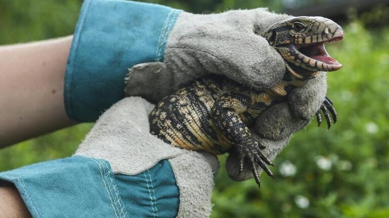 South Florida’s lizard problem keeps growing. Meet the invaders in your backyard