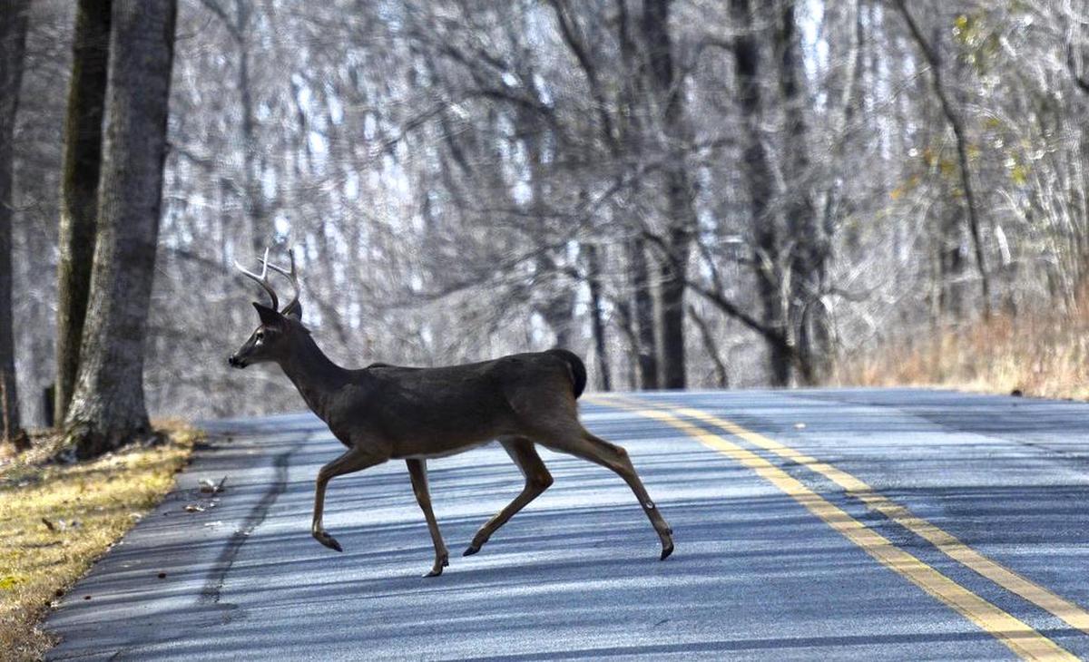 Between October and December, deer are friskily roaming around in search of mates.