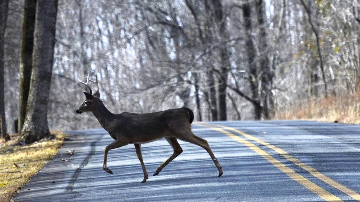 Between October and December, deer are friskily roaming around in search of mates.