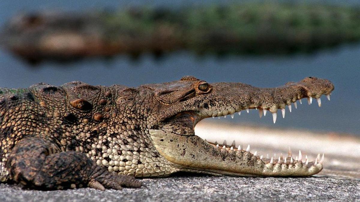 A five to seven-foot long American crocodile attacked and killed a dog near the 5th hole of the Crandon Park golf course Saturday after it chased birds into a pond.