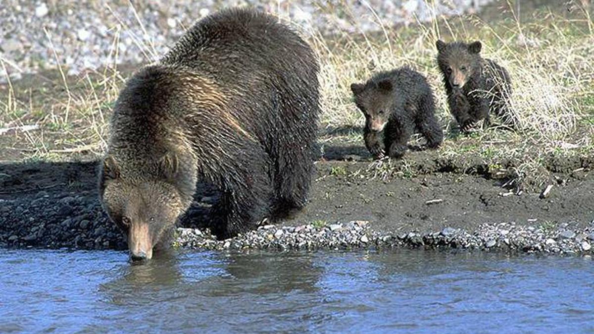 Theresa Vail, a former Miss Kansas who hosts an Outdoor Channel adventure show, illegally shot an Alaska grizzly bear and conspired to cover up the violation, according to charges filed in a rural state court.