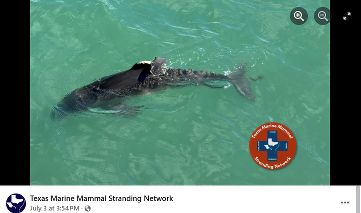 A dolphin calf was injured after getting caught in fishing gear.