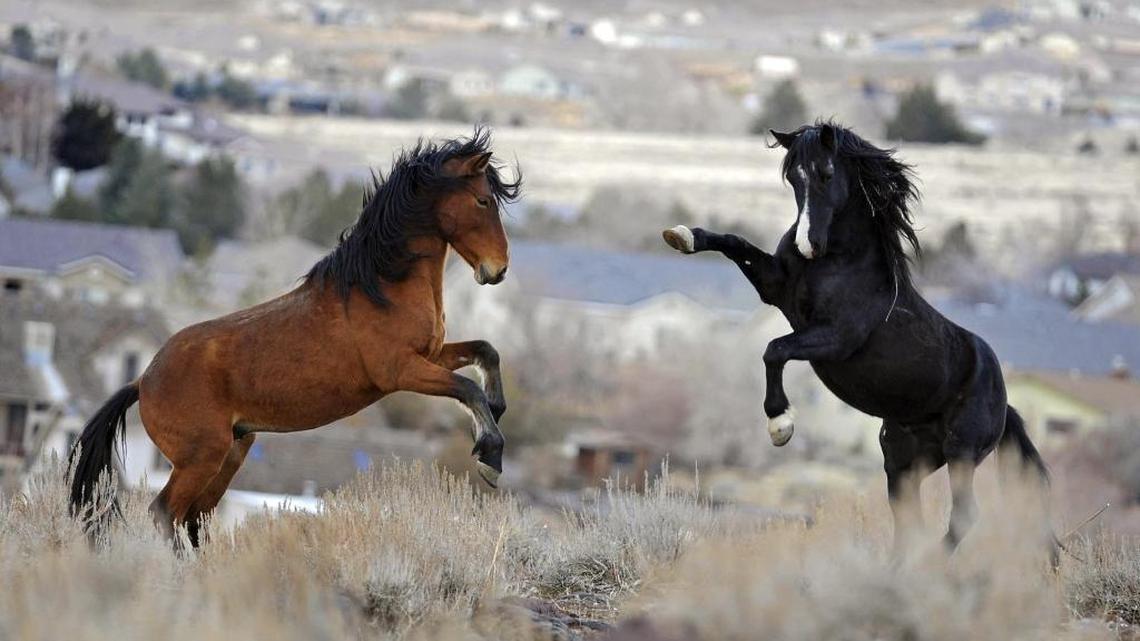 In this Jan. 13, 2010, file photo, two young wild horses play while grazing in Reno, Nev.