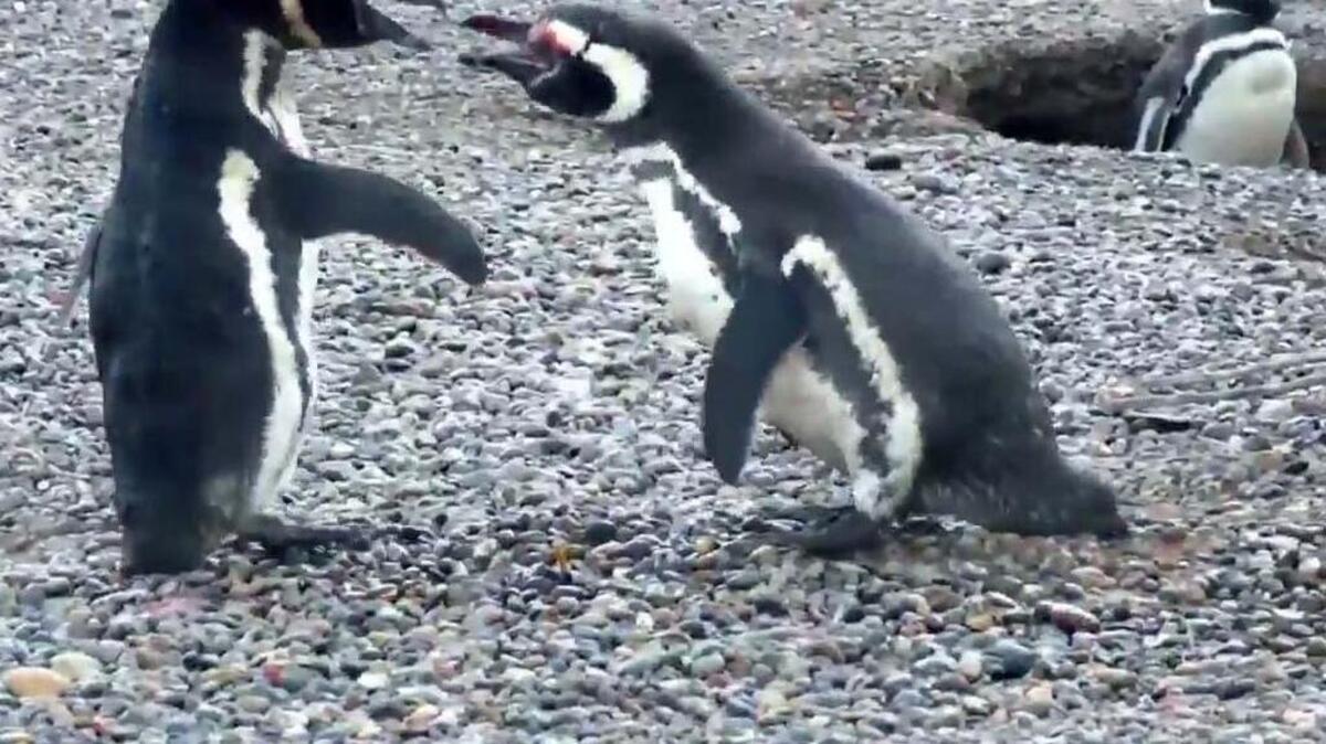 Two penguins fight for a female’s affections.