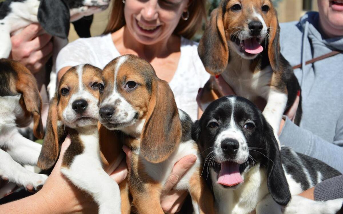 The first litter of puppies born by in vitro fertilization.