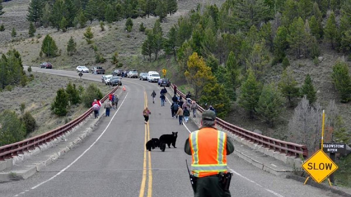In this photo from May a mother black bear with cubs runs toward a group of camera-clicking tourists as the animals cross a bridge in Yellowstone National Park. Montana Fish Wildlife and Parks spokesman Bob Gibson witnessed the encounter and said some visitors ignored or were slow to heed a park official's commands to leave the bridge.
