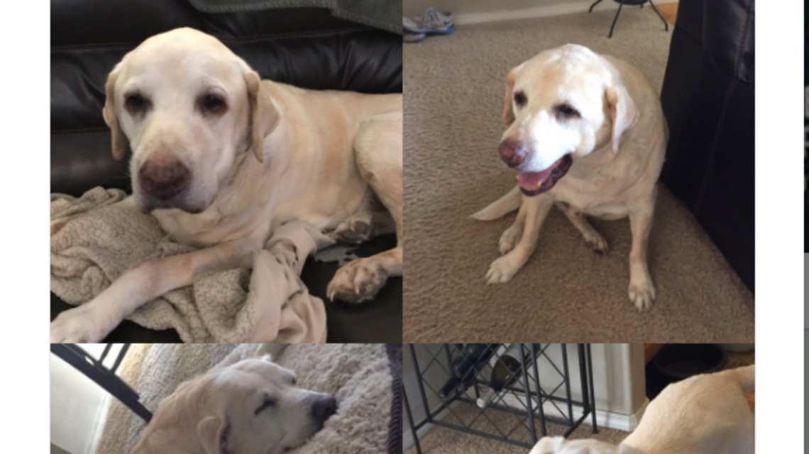 This dog is breaking hearts for only eating half her food. Here’s why.