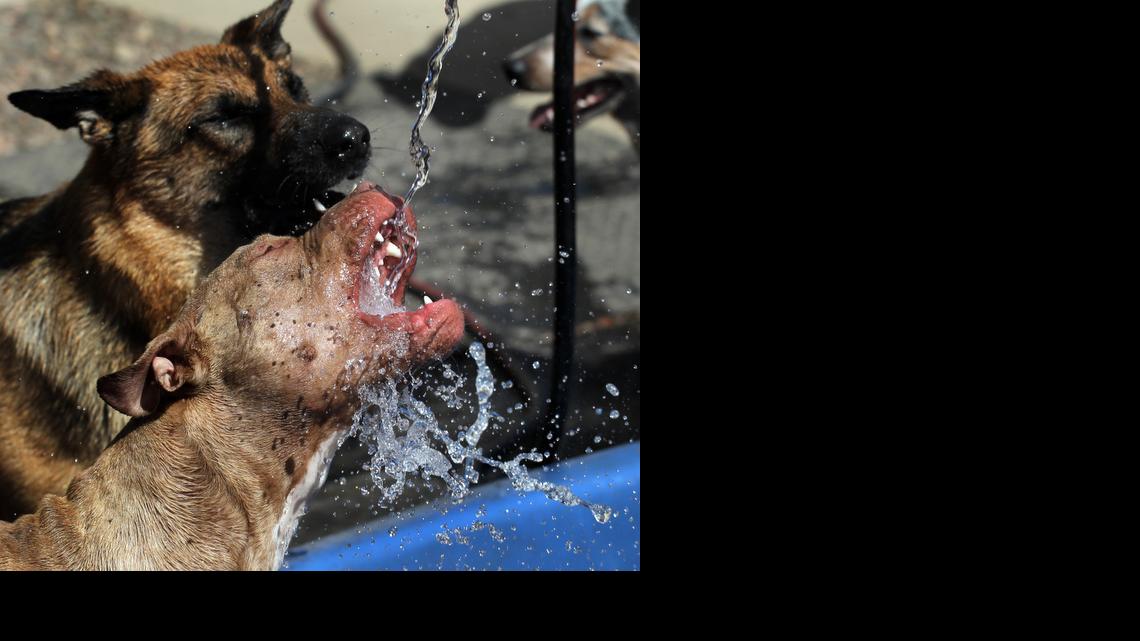 Dogs drink from a hose at the First Class Pet Lodge in Wausau, Wis., on April 14, 2014. A canine flu outbreak has sickened many dogs in the Midwest, and veterinarians are cautioning pet owners to keep their dogs from going nose-to-nose with other four-legged friends.