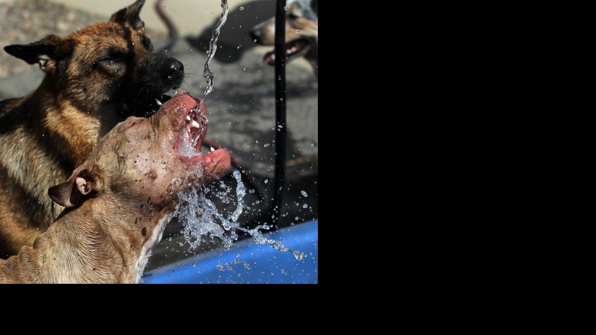 Dogs drink from a hose at the First Class Pet Lodge in Wausau, Wis., on April 14, 2014. A canine flu outbreak has sickened many dogs in the Midwest, and veterinarians are cautioning pet owners to keep their dogs from going nose-to-nose with other four-legged friends.