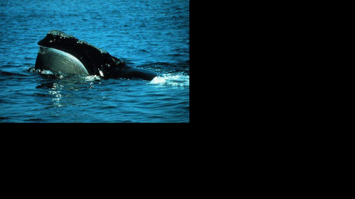 
The current critical habitat area for North Atlantic right whales is just a narrow stretch from northern Florida to southern Georgia, along with two areas near Massachusetts’ Cape Cod. There are only about 450 of the whales, and they’re “critically endangered,” according to NOAA.


