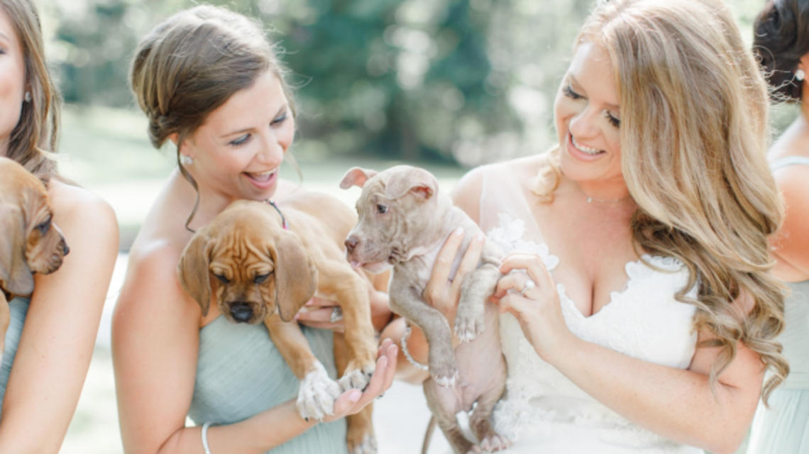 Rescue puppies show they’re way better than bouquets