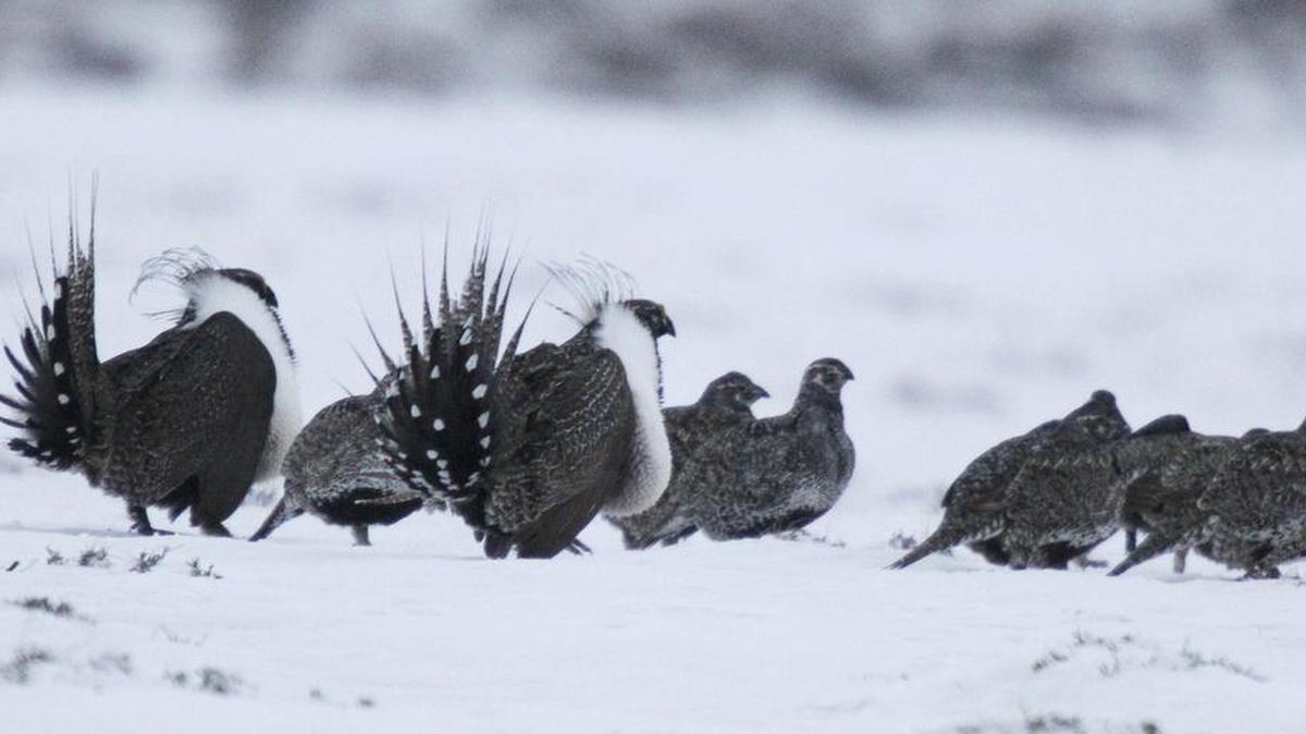 
Male greater sage grouse, front, perform mating rituals for females on a lake outside Walden, Colo., on April 20, 2013. A formal announcement on the bird’s future will be made Tuesday by U.S. Interior Secretary Sally Jewell at the Rocky Mountain Arsenal in Commerce City, Colo. 
