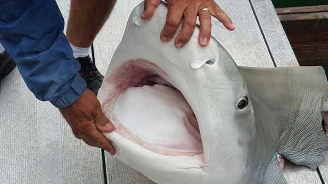 Surprise catch: 350-pound tiger shark torn up in boat propeller in Florida Keys