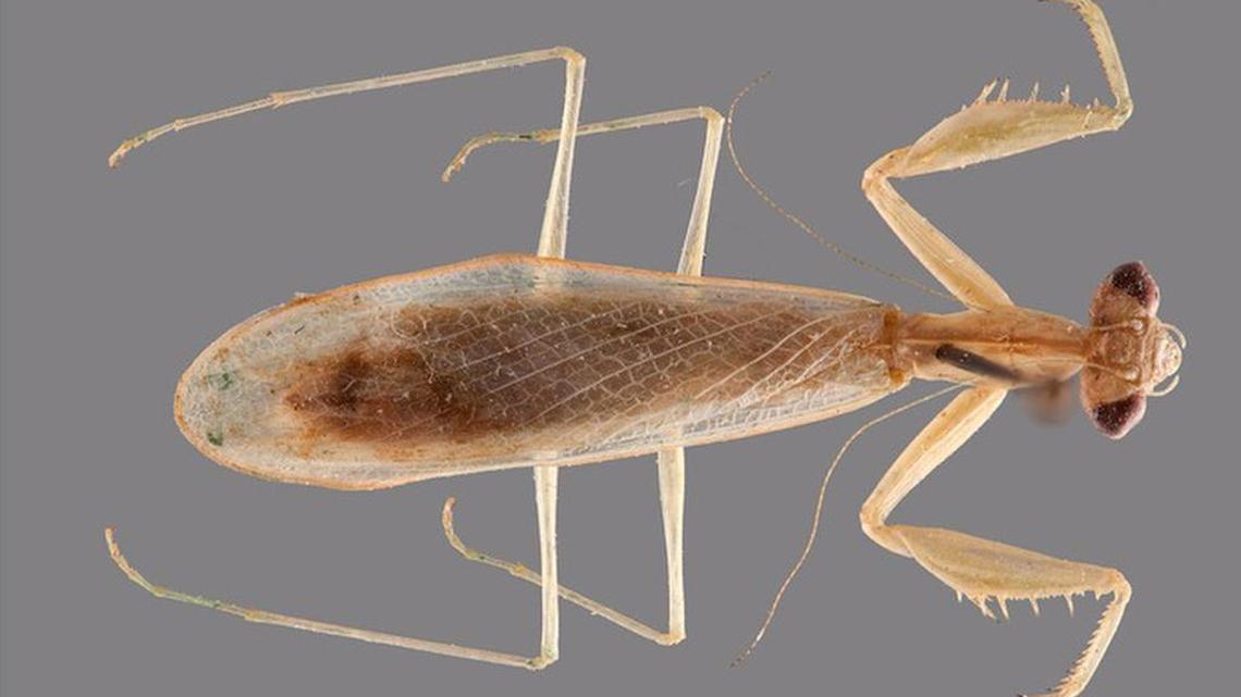 Researchers behind this new species of praying mantis say that its neck plate resembles Ruth Bader Ginsburg's favorite neckwear.