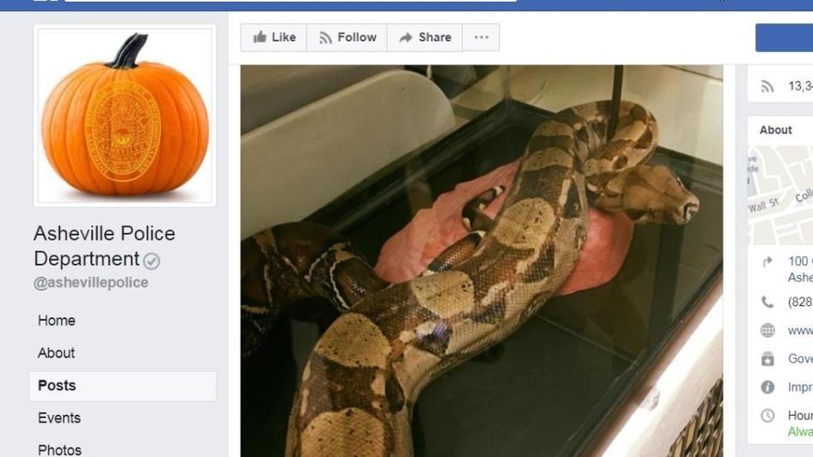 Police were called to an Asheville hotel on Monday where a boa constrictor was found in a bed.