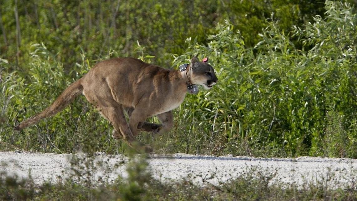 Eight endangered Florida panthers were killed this month than ever before in a single month. All were killed by vehicles and all but one was male, suggesting the big cats are trying to find new territory.