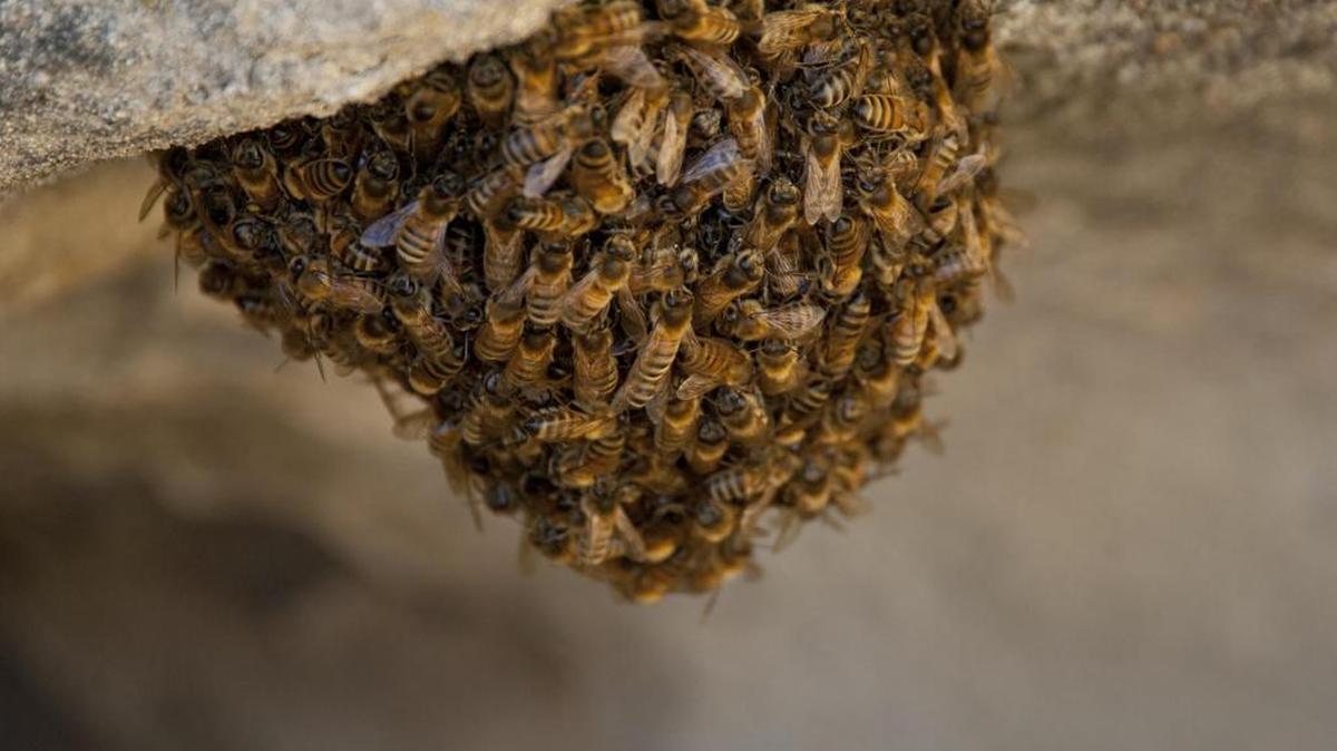 A swarm of what a local beekeeper estimates at a million bees has infested an El Paso, Texas, home.