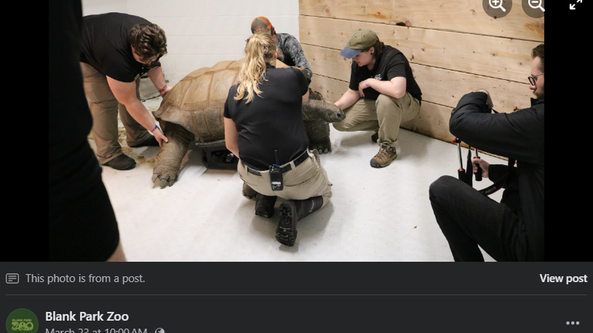 Barnaby the Aldabra tortoise.