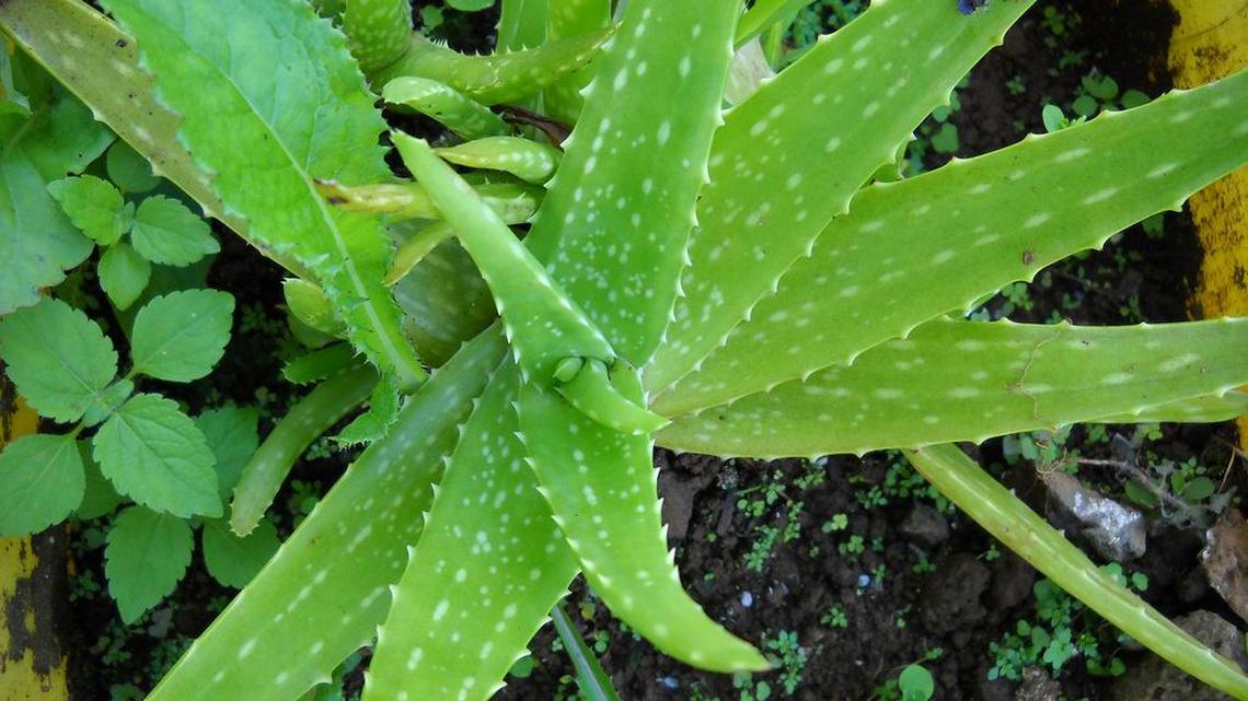 Putting frozen aloe vera popsicles on your skin is all the rage on TikTok. But their coldness could hurt your skin.