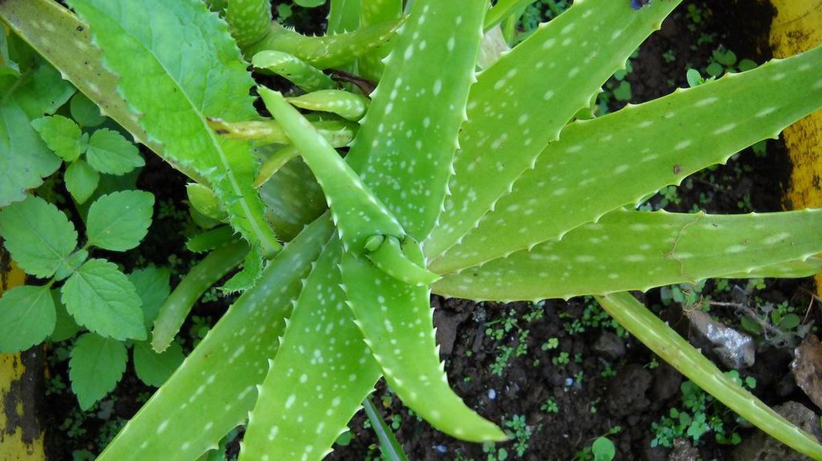 Aloe vera is a succulent farmed in hot climates like Texas and Mexico. Its spiky leaves contain a clear goo that people have used as a topical ointment to treat burns and other skin problems for millennia.