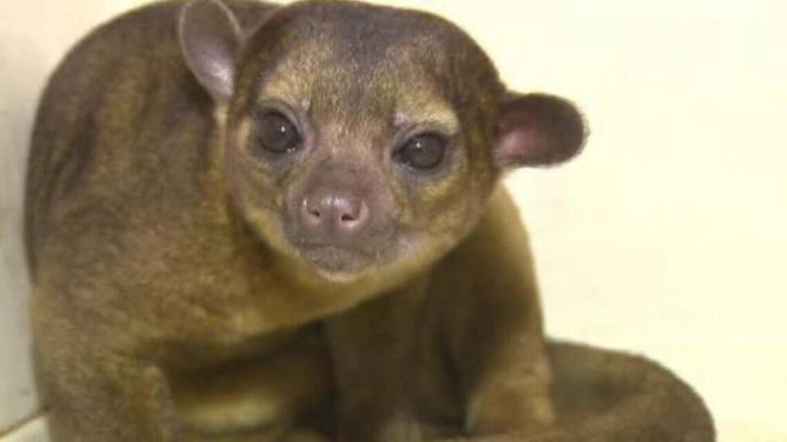 99-year-old woman awakes to find a wild animal on her chest