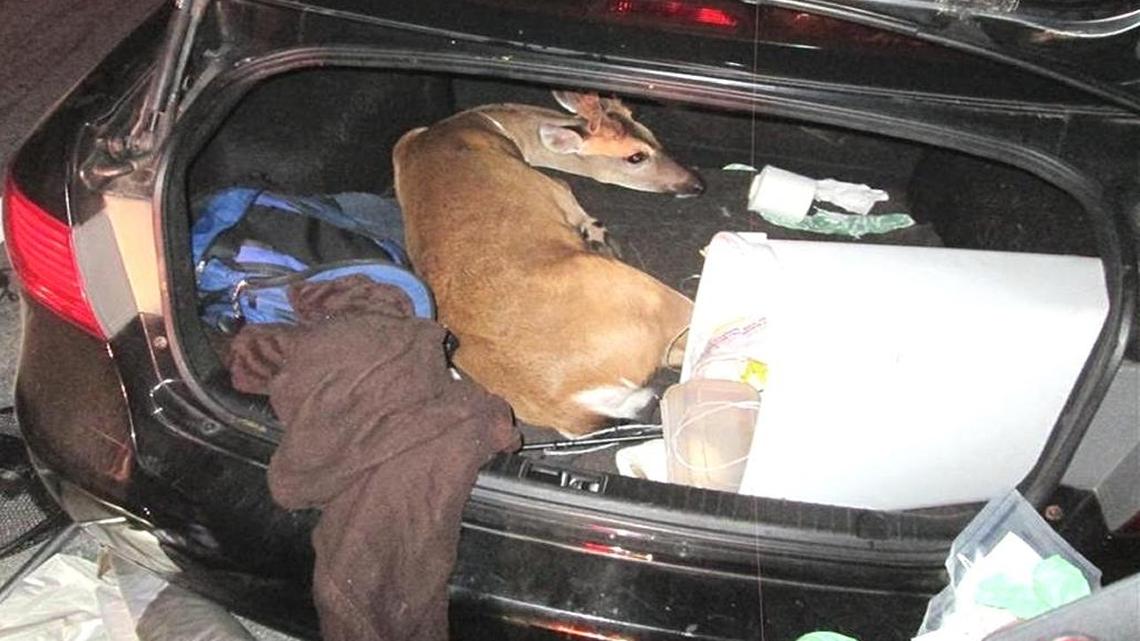 This endangered buck was found in the trunk of a Hyundai Sonata headed south on U.S. 1 in Florida. There were also two deer in the back seat.
